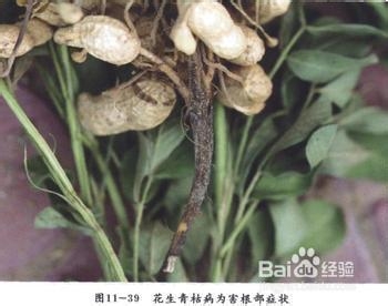 秘验单方治疗糖尿病