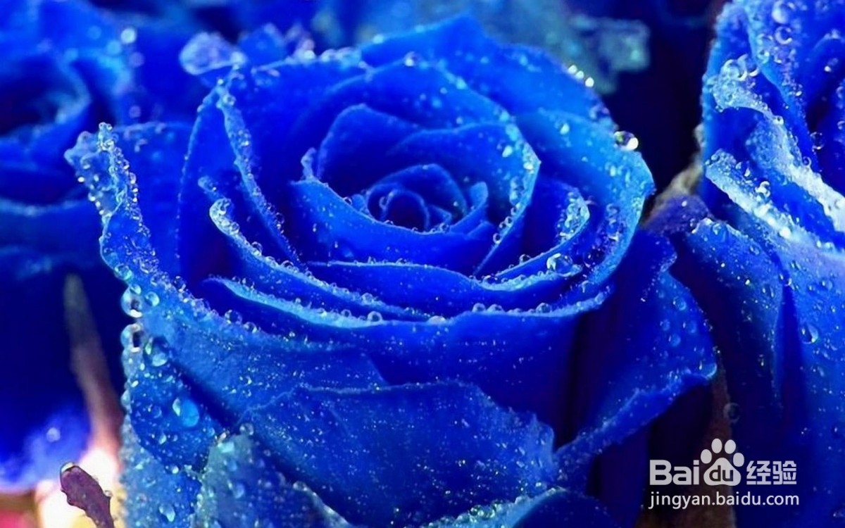 玫瑰枯萎了怎么处理