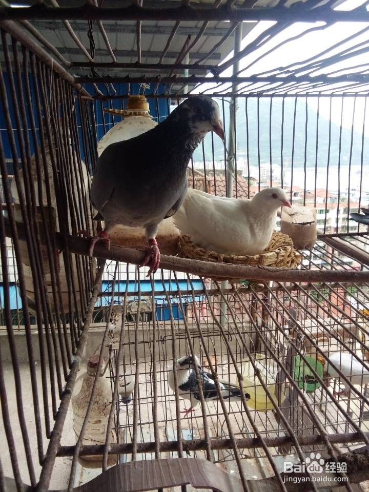如何让种鸽安心孵蛋