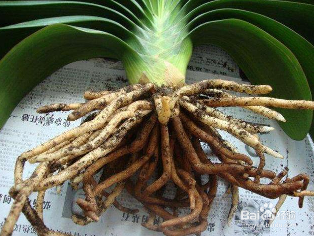 君子兰换土时根部如何处理