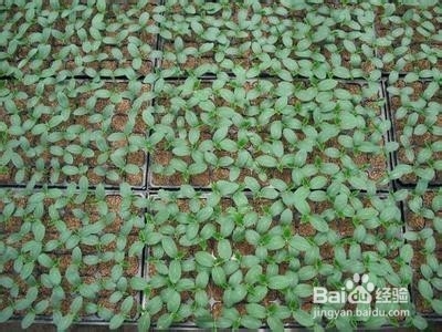 大棚小番茄种植 橙蜜香