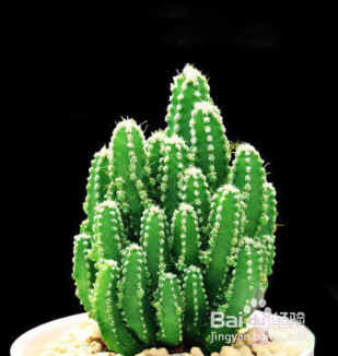 万重山变软补救方法