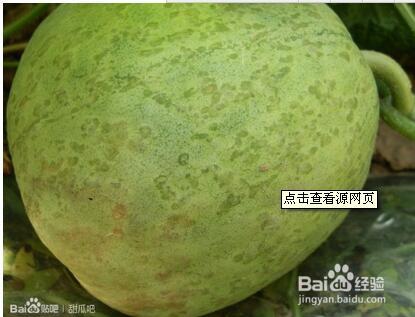 治疗哈密瓜细菌性角斑病看这里