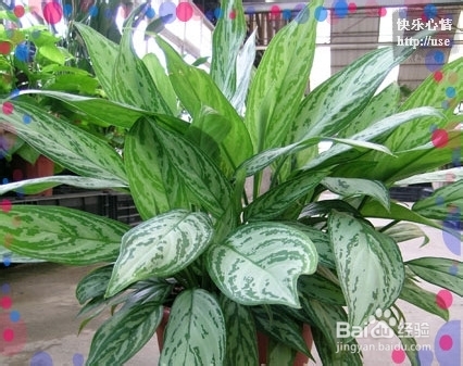 环保 室内环保 哪些植物有利于净化空气