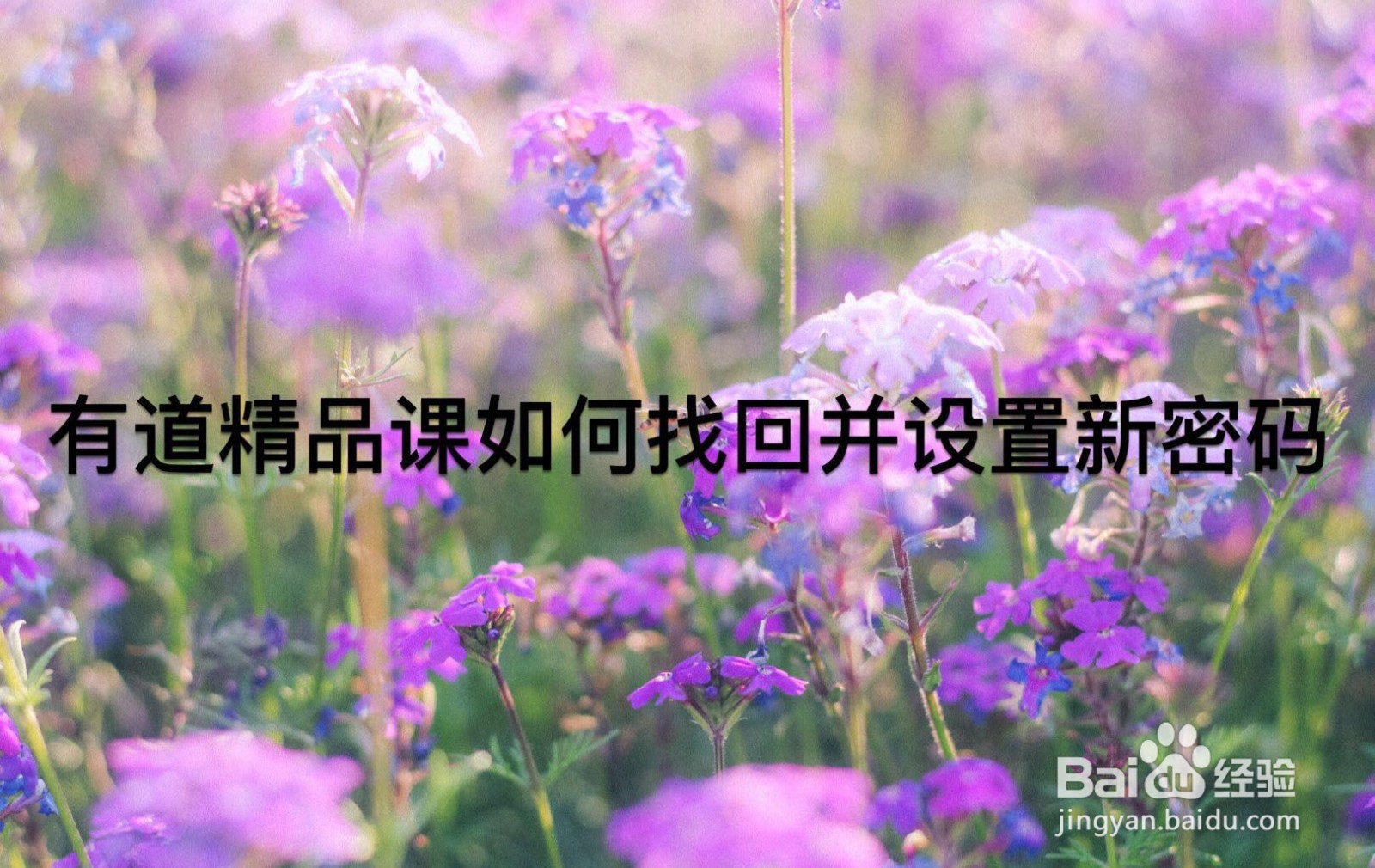 有道精品课如何找回并设置新密码