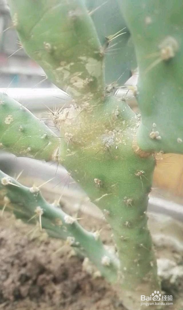 土里面有虫子怎么去除