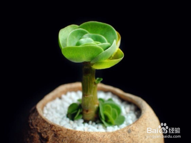 多肉金钱木的养殖方法和注意事项