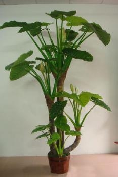 6种室内植物花草的作用