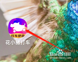 花小猪APP如何联系客服