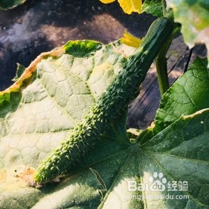 食补养生绝味酱黄瓜的做法