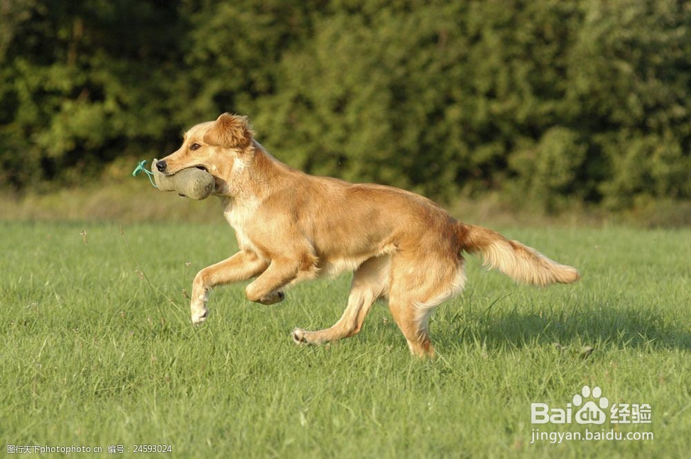 狗的寿命一年相当于人类几岁?