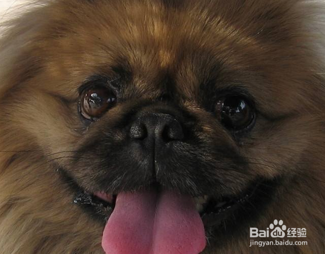 狗乱尿拉屎怎么办