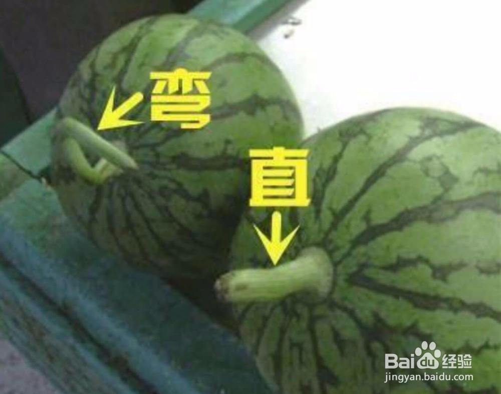 夏季怎么挑选西瓜