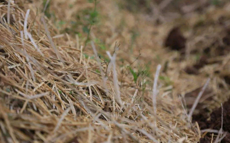 介绍一些除草的好方法