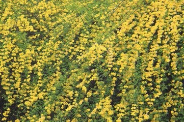 怎样养护盆栽迎春?