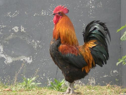 通常哪种性别的鸡拥有较大的鸡冠