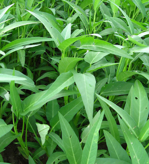 空心菜种植时间和方法温度