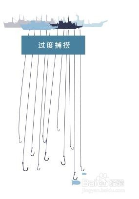 野生捕捞的海鲜评估方法