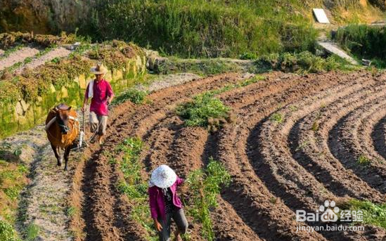 农村的土地以后谁来种，怎么种