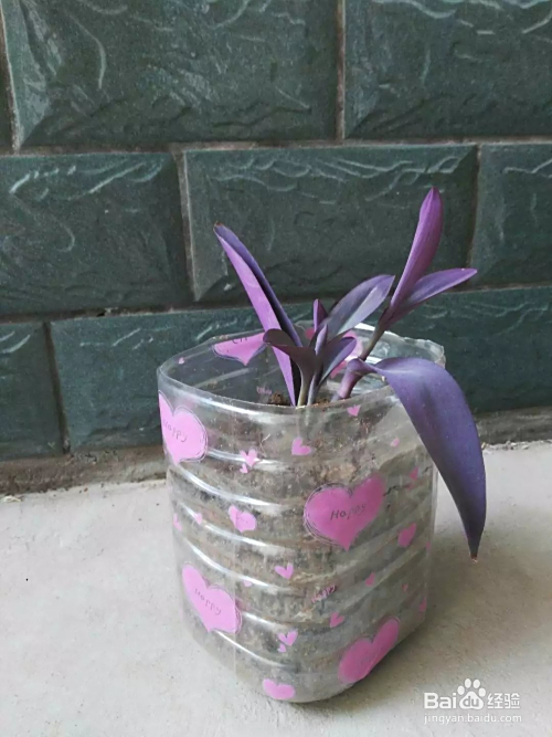 自制简易小花盆