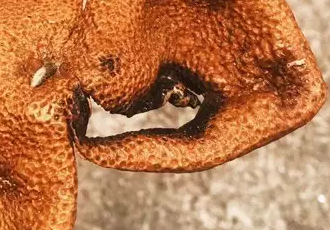 为什么有的新会陈皮会用红绳子扎起来？