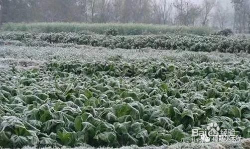 金钱树叶子发黑是怎么办