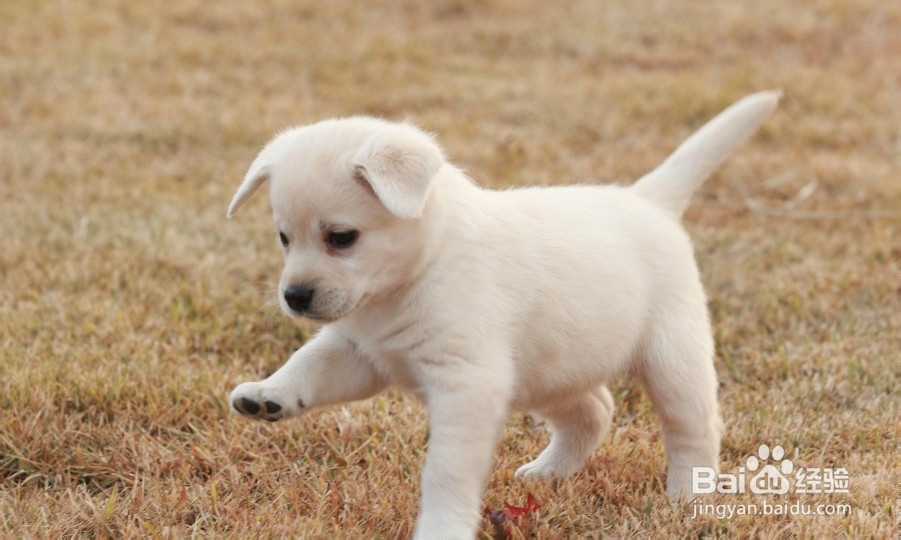 怎样训练新买的狗狗适应家庭环境