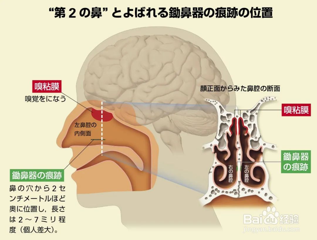 女生体香是怎么产生的
