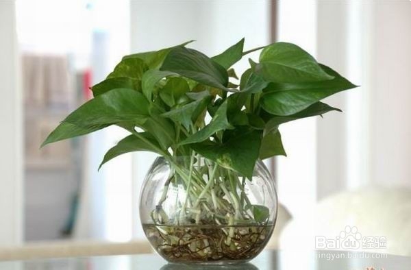 生活小常识——水培绿萝的方法