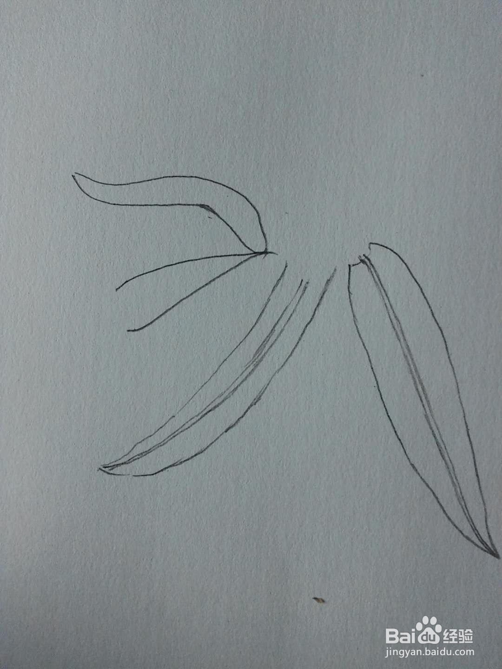 延胡索的工笔画法