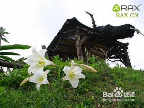 野外能救命的植物是什么？