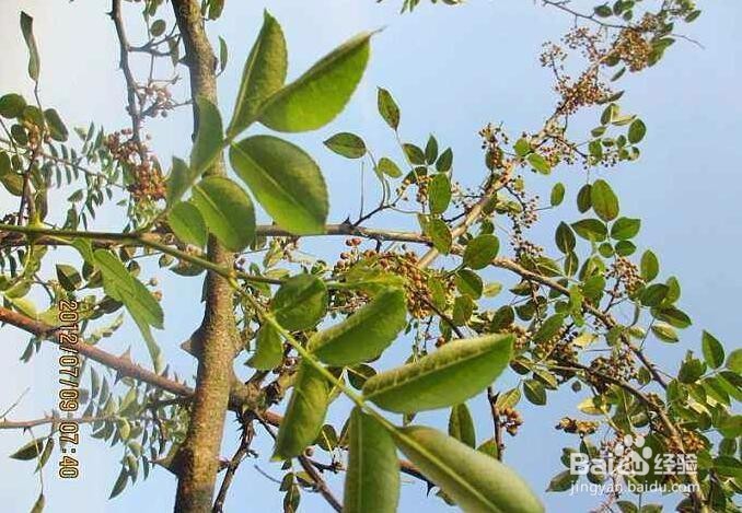花椒树种植方法