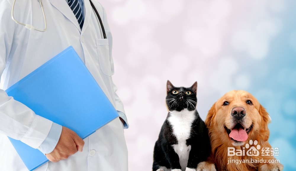 宠物打完疫苗后出现鼓包怎么办?