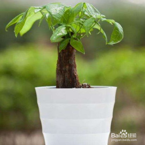 小发财树好养吗,怎么养?