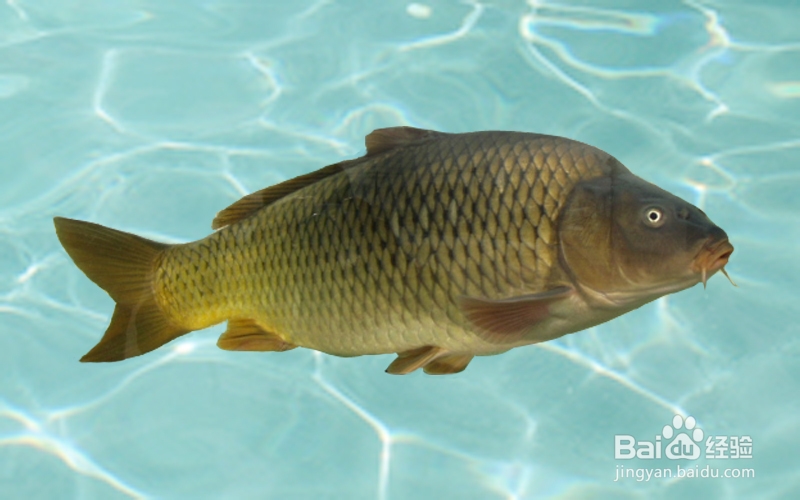 不能在一起吃的食物2