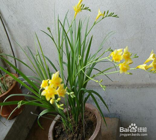 香雪兰倒伏怎么办