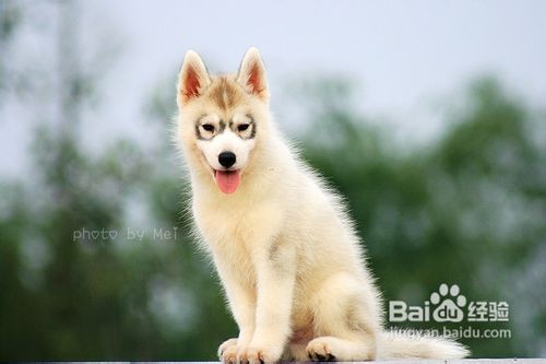 保护狗狗的牙齿需要小技巧