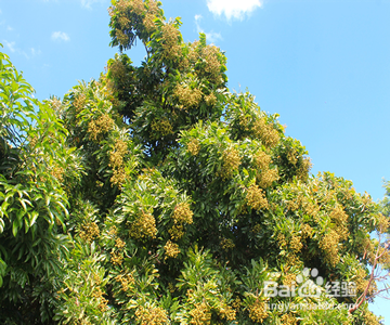 在重庆教你怎样方便的采摘龙眼