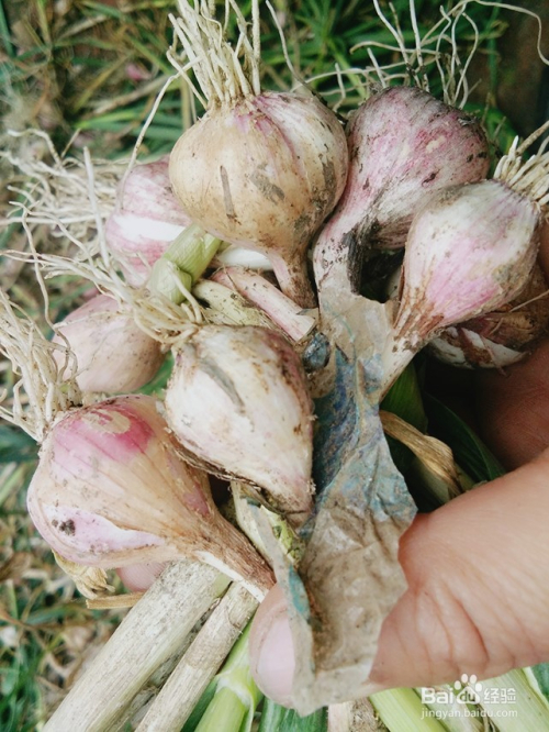 1吞咽法.取来一团大蒜,去皮,像吃糖块一样,慢慢含化,并吞咽下去.