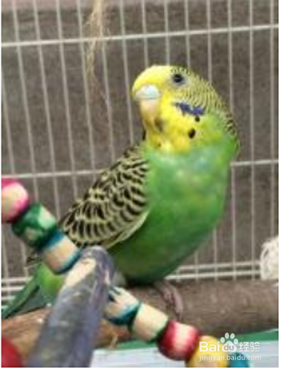 虎皮鹦鹉的脚流血了止不住怎么办