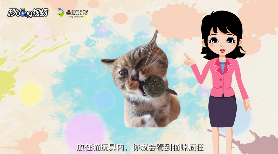 猫薄荷怎么用