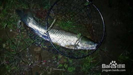 夜钓没口怎么办