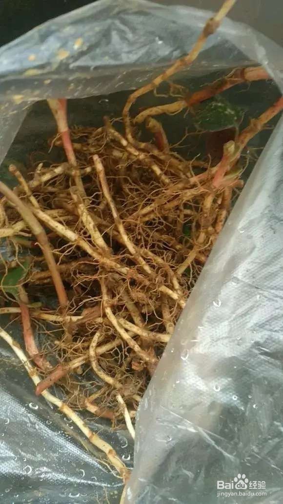 “长寿菜”别出门挖了，阳台种一点，够吃大半年