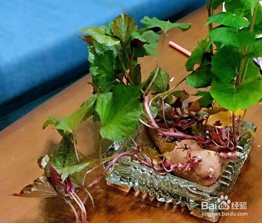 红薯怎么水培发芽