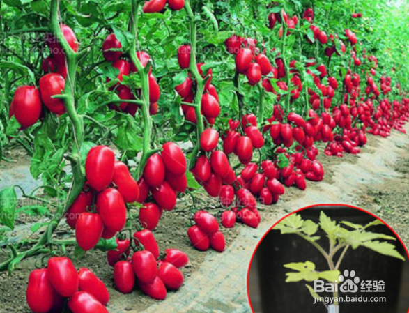 食品安全我们该怎么做