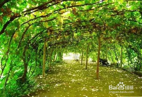 新疆有哪些好玩的地方