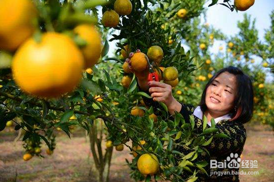 用鲜橘皮泡茶能养生？真的是这样吗？