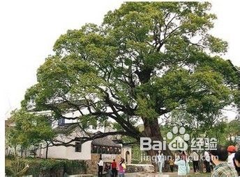 三峡人家一日游路线推荐