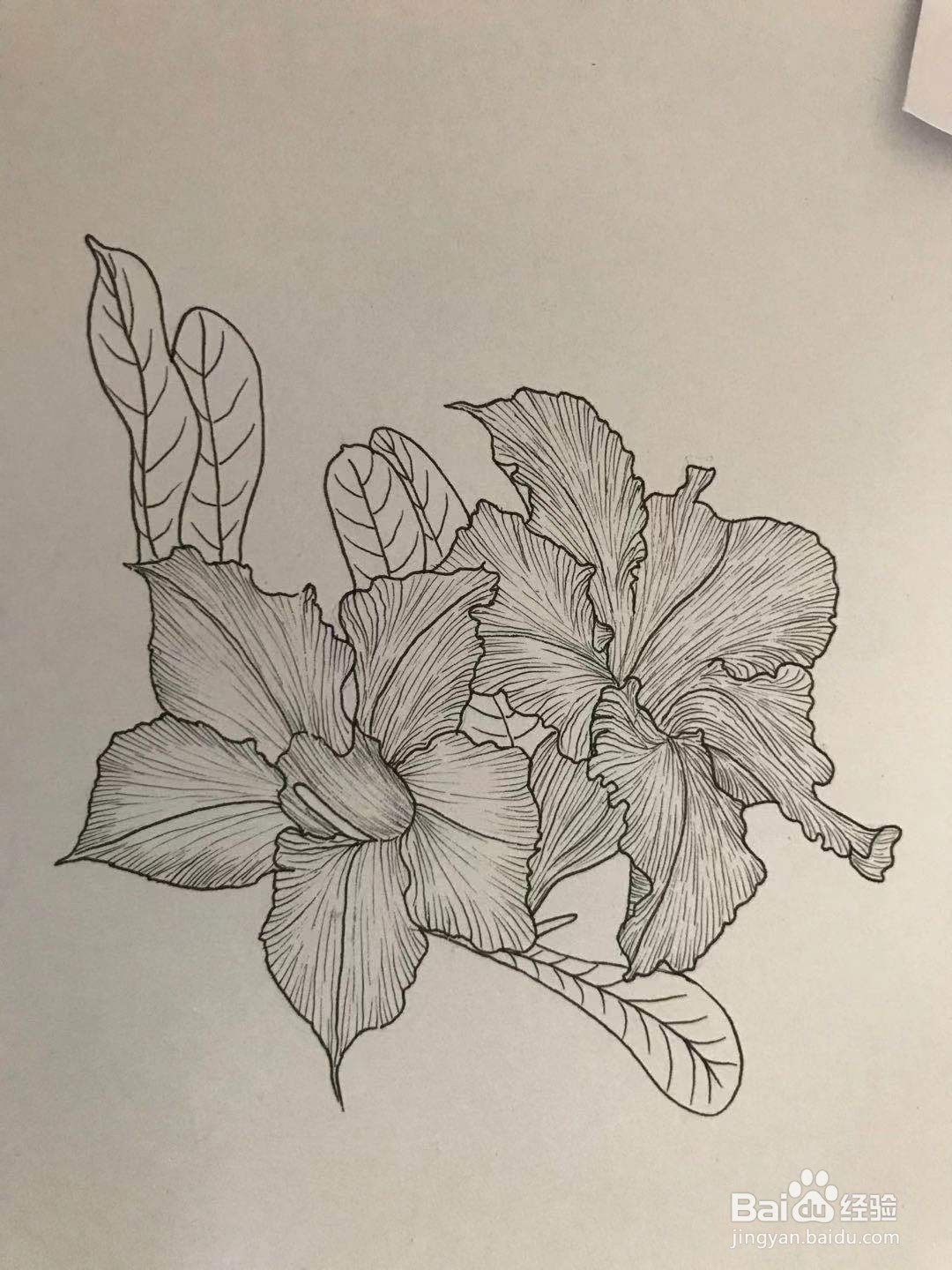 两朵小花的线描画