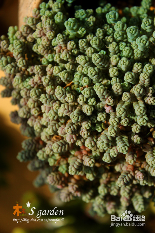 植物摄影小窍门+皮神山大王记